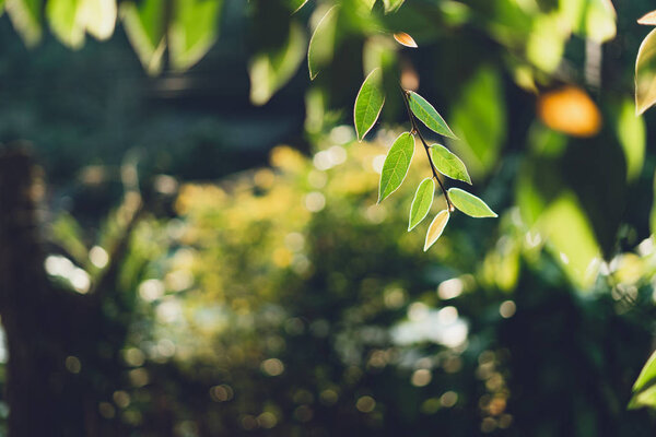 Листья, фон, листья и вечерний свет
