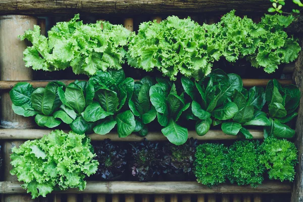 Hintergrund Blatt Gemüse Grün Frisch — Stockfoto