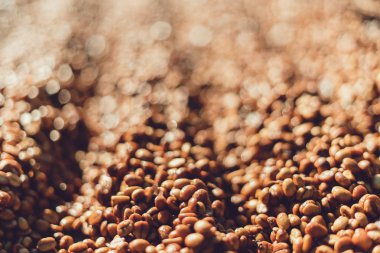 Kuru Kahve çekirdekleri ve eller seçme