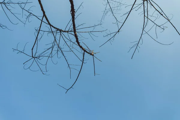 Ciel Branches Hiver — Photo