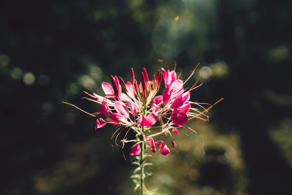 Flower blossom Pink Dark background Evening light