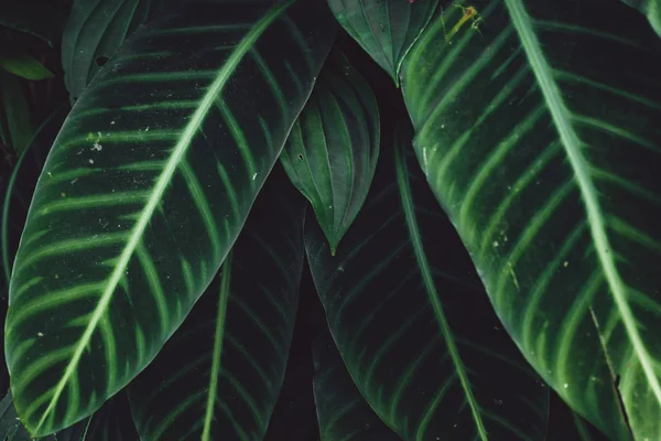 Koyu yeşil ve soğuk ayrıntı yaprak yeşillik