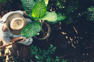 Dieffenbachia picta, ağaç dikim Bahçe üstten görünüm