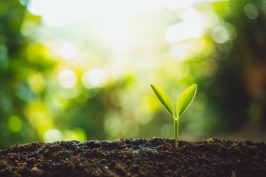 Taze yeşil bitki yetiştirme, ağaç büyüme adımları içinde doğa ve çok güzel bir sabah aydınlatma