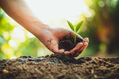 Taze yeşil bitki yetiştirme, ağaç büyüme adımları içinde doğa ve çok güzel bir sabah aydınlatma