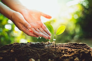 Taze yeşil bitki yetiştirme, ağaç büyüme adımları içinde doğa ve çok güzel bir sabah aydınlatma