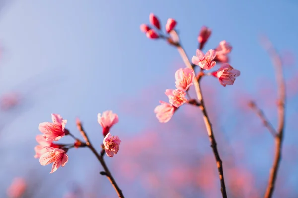 Wiosna Kwiat Różowe Kwiaty Piękne Natura — Zdjęcie stockowe