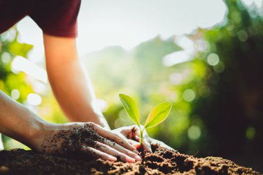 Taze yeşil bitki yetiştirme, ağaç büyüme adımları içinde doğa ve çok güzel bir sabah aydınlatma