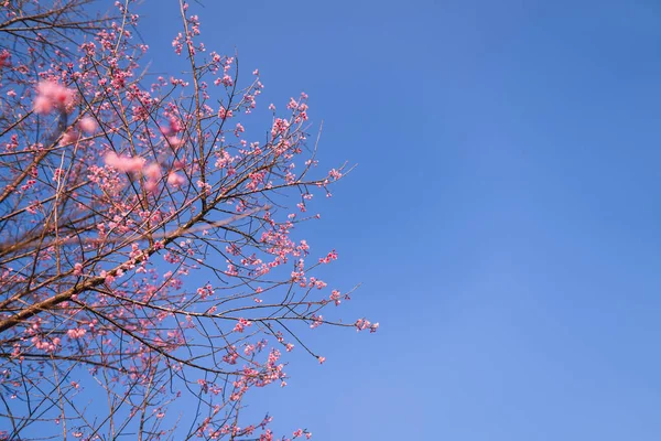 Stock image Spring blossom pink flowers Beautiful nature 