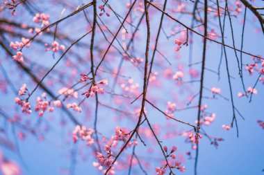 Bahar çiçeği pembe çiçekler güzel doğa 