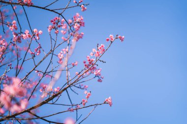 Bahar çiçeği pembe çiçekler güzel doğa 