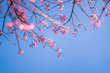 Bahar çiçeği pembe çiçekler güzel doğa 