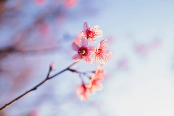 Flores Rosadas Flor Primaveral Hermoso Cielo Natural — Foto de Stock
