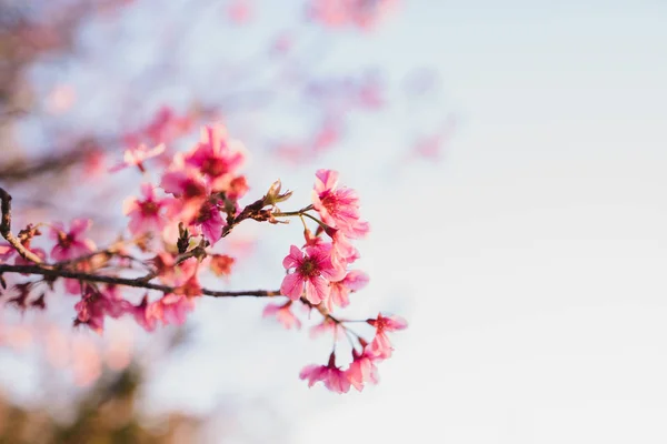 Våren Blossom Rosa Blommor Vacker Natur Sky — Stockfoto