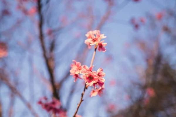 Flores Rosadas Flor Primaveral Hermoso Cielo Natural — Foto de Stock
