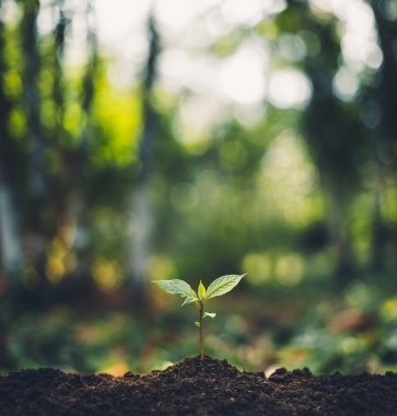 Sabah ışık ile ormandaki ağaçlar kavramı bitki ve bokeh güzel doğa geri