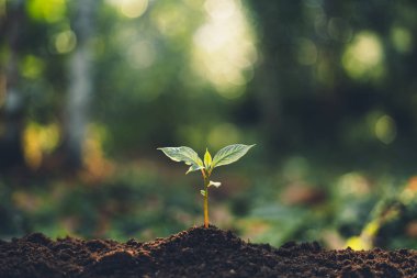 Sabah ışık ile ormandaki ağaçlar kavramı bitki ve bokeh güzel doğa geri