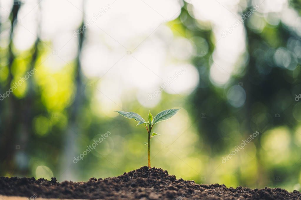 Plant Trees concept in the forest With morning light and back bokeh Beautiful nature