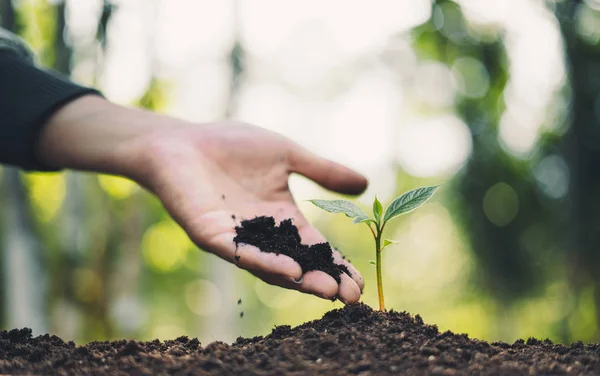 Planta Árboles Concepto Gente Plantando Árboles Bosque Con Luz Mañana —  Fotos de Stock