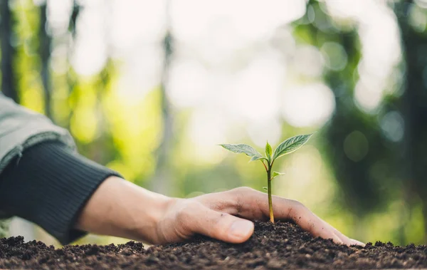 Planta Árboles Concepto Gente Plantando Árboles Bosque Con Luz Mañana —  Fotos de Stock