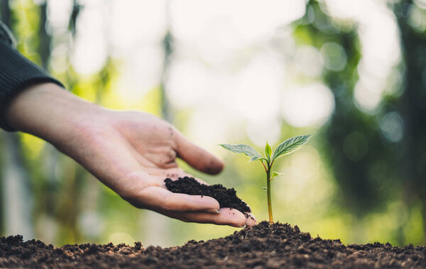 Plant Trees concept People planting trees in the forest With morning light
