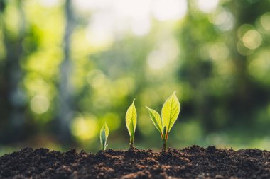 Büyüme ağaçları kavramı doğa gün ışığına ve arka plan güzel yeşil