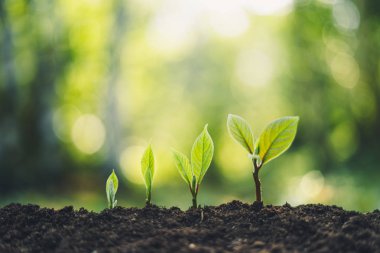 Büyüme ağaçları kavramı doğa gün ışığına ve arka plan güzel yeşil