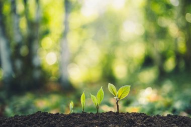 Büyüme ağaçları kavramı doğa gün ışığına ve arka plan güzel yeşil