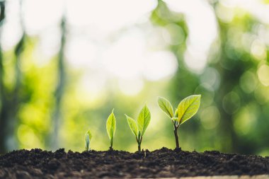 Büyüme ağaçları kavramı doğa gün ışığına ve arka plan güzel yeşil