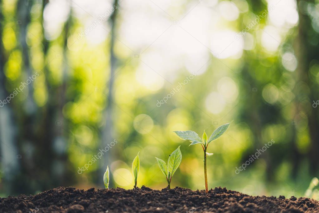 Growth Trees concept in the nature morning light and background Beautiful green