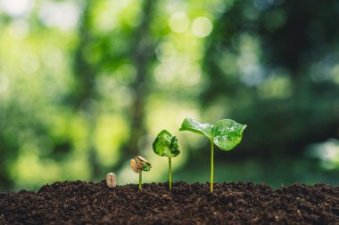 Büyüme ağaçları kavramı kahve çekirdeği fidan doğa arka plan güzel yeşil