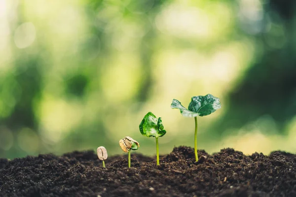 Büyüme ağaçları kavramı kahve çekirdeği fidan doğa arka plan güzel yeşil