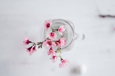 Beyaz tencere Içinde succulent el Ekim odada beyaz arka plan