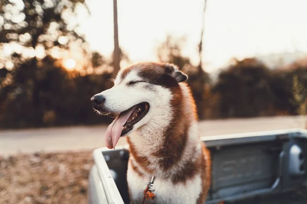 Yollar Benim Köpek — Stok fotoğraf