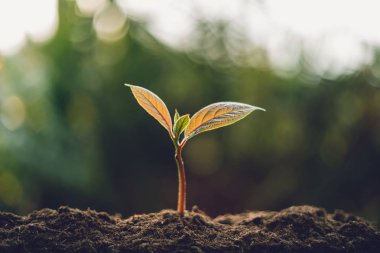 Ağaç içinde yeşil doğa