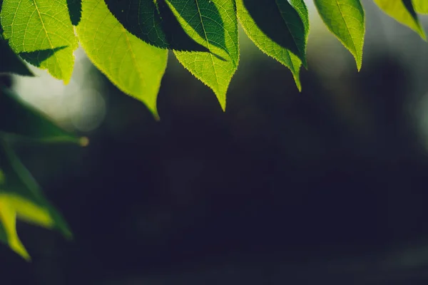 Hojas Fondo Hojas Follaje Verde Oscuro — Foto de Stock