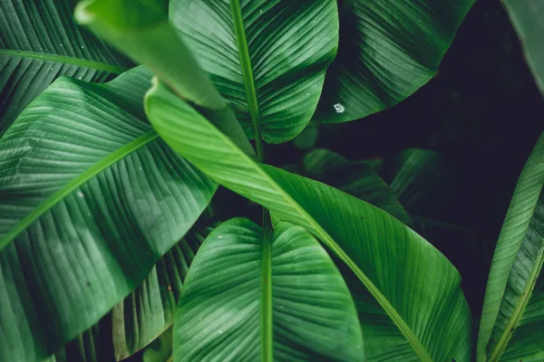 Bladeren Groen Donker Blad Detail Het Natuurlijke Bos — Stockfoto