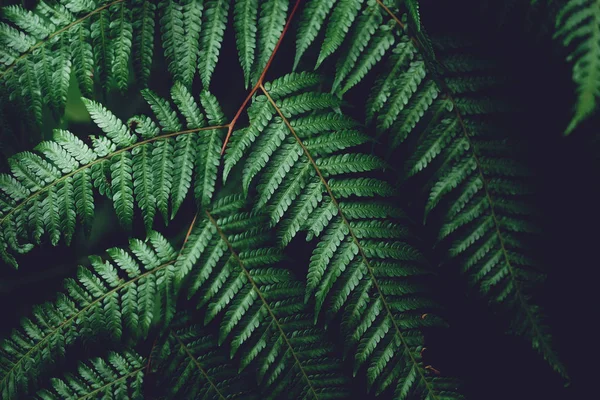 天然森林中绿叶深叶的细部 — 图库照片