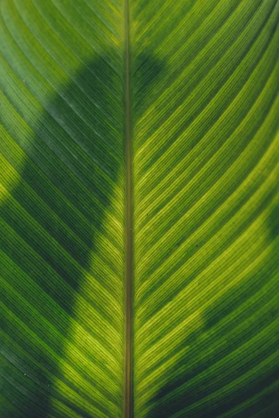 Folha Escura Verde Deixa Detalhe Floresta Natural — Fotografia de Stock