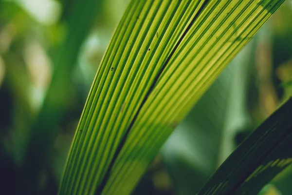 Bladeren Groen Donker Blad Detail Het Natuurlijke Bos — Stockfoto