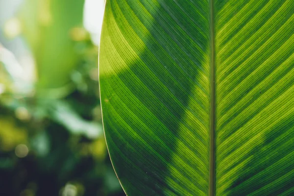 Foglie Verde Foglia Scura Dettaglio Nella Foresta Naturale — Foto Stock