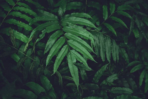 Hojas Verdes Hoja Oscura Detalle Bosque Natural — Foto de Stock