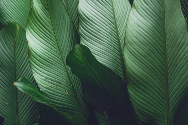 Листя Зелене Темне Листя Деталей Природному Лісі — стокове фото