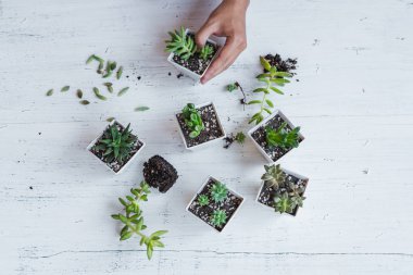 Beyaz tencere Içinde succulent el Ekim odada beyaz arka plan