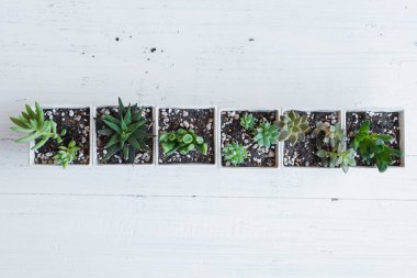 Beyaz tencere Içinde succulent el Ekim odada beyaz arka plan