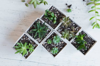 Beyaz tencere Içinde succulent el Ekim odada beyaz arka plan