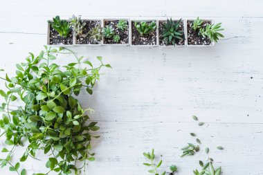 Beyaz tencere Içinde succulent el Ekim odada beyaz arka plan