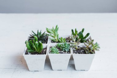 Beyaz tencere Içinde succulent el Ekim odada beyaz arka plan