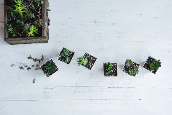 Mão Suculenta Plantação Vasos Brancos Fundo Branco Sala — Fotografia de Stock