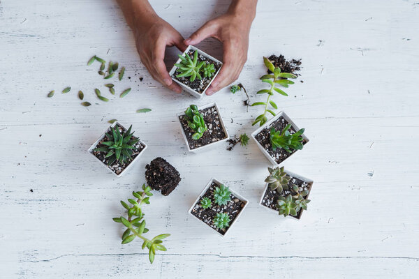 Succulent hand planting In white pots White background in the room